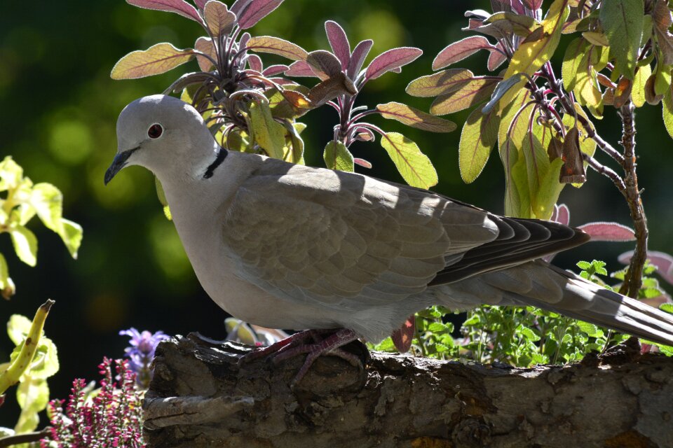 Animal world animal dove