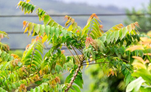 The early gooseberry nature phayao