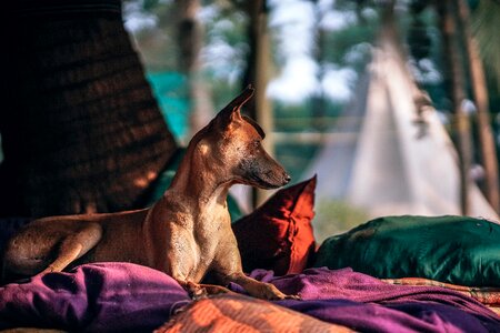 Bed breed brown
