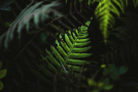 Outdoor nature dark