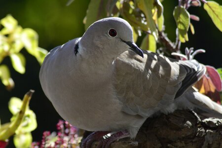 Animal wing dove photo