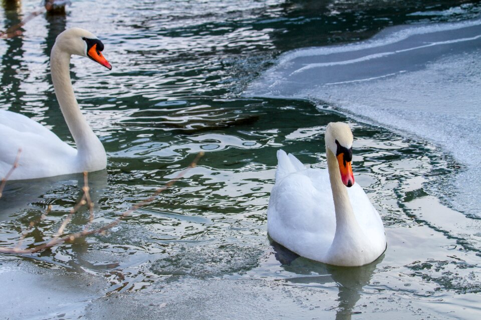 Animal world ice rink frozen