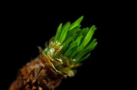 Escape needles macro