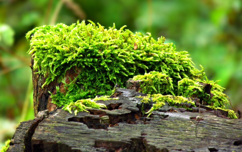 Green plants forest