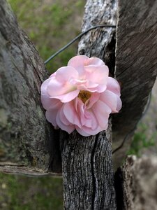 Flower flowers beauty