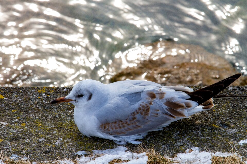 Lake waters animal