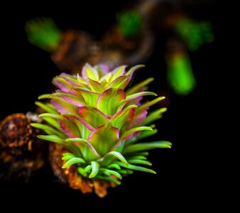 Larch pine cone macro