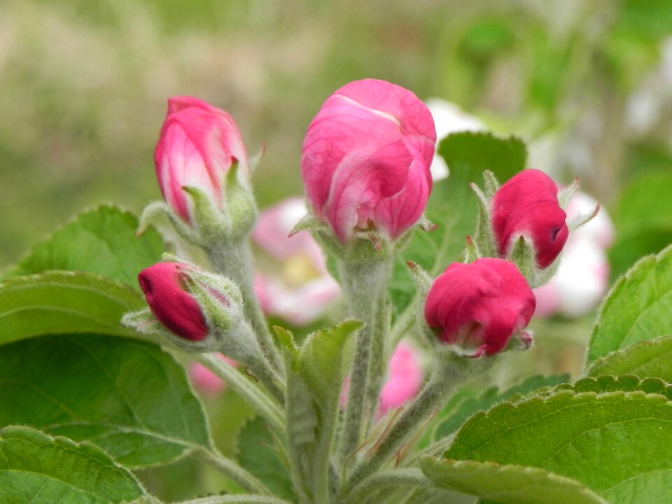 Flower garden apple