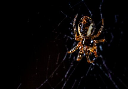 Arachnids spider spider web photo