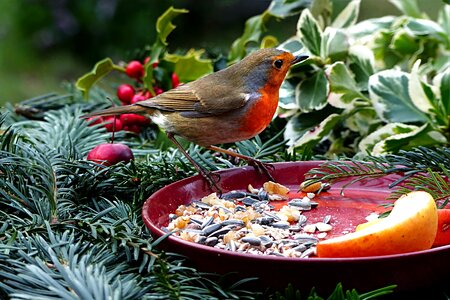 Erithacus rubecula meal plate