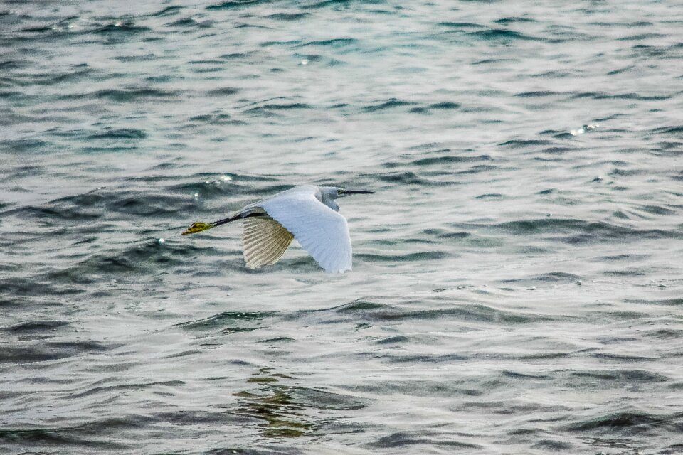 Bird sea nature