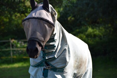 Protective cap animals horses