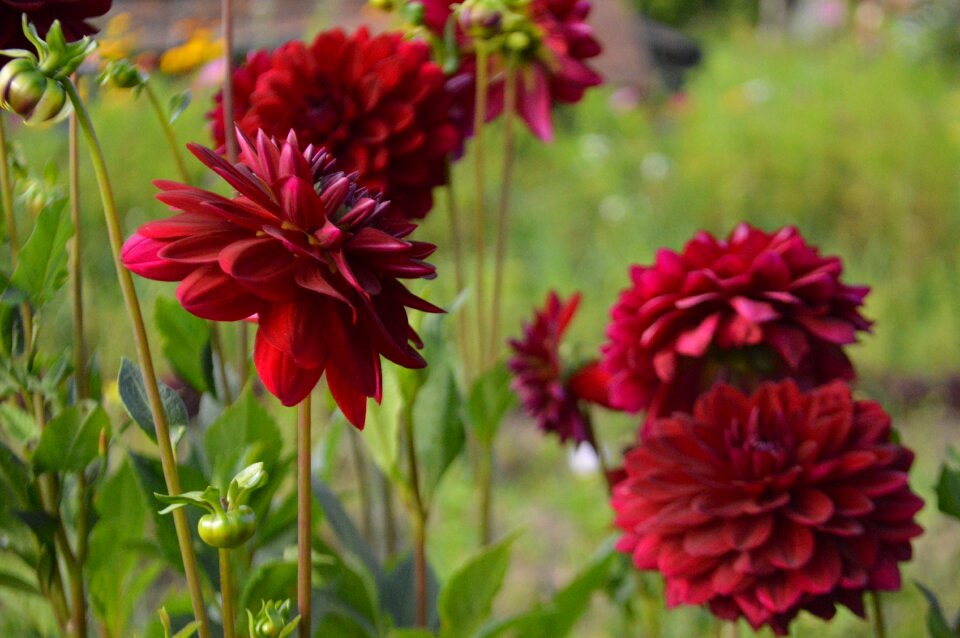 Plant garden flower summer flowers
