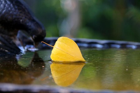 Nature lampionblume bird bath