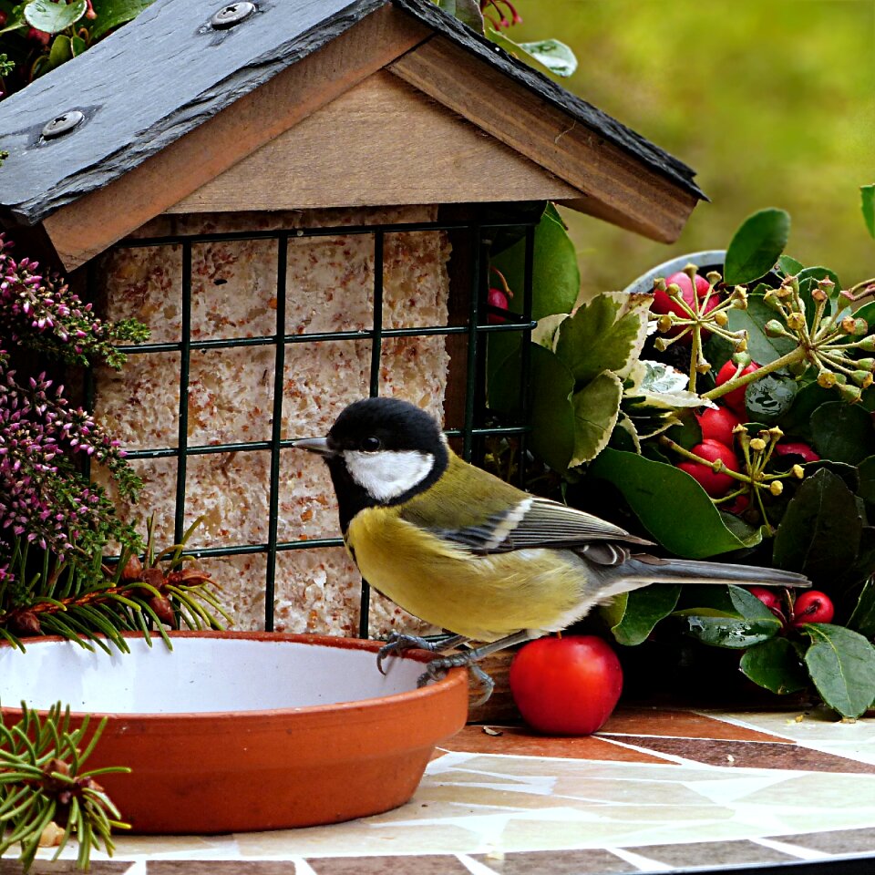 Parus major meal plate