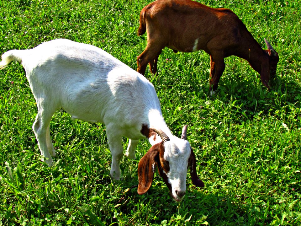 Animals mammal nature
