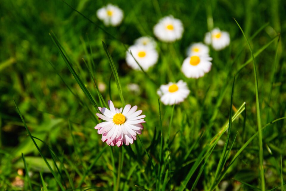 Blossom bud daisy