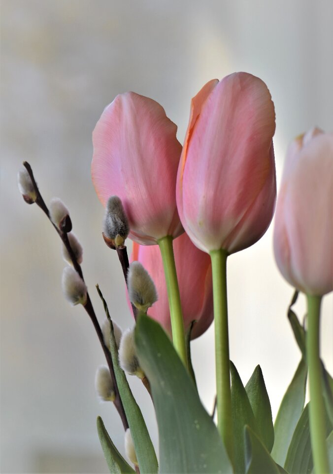 Easter leaf plant