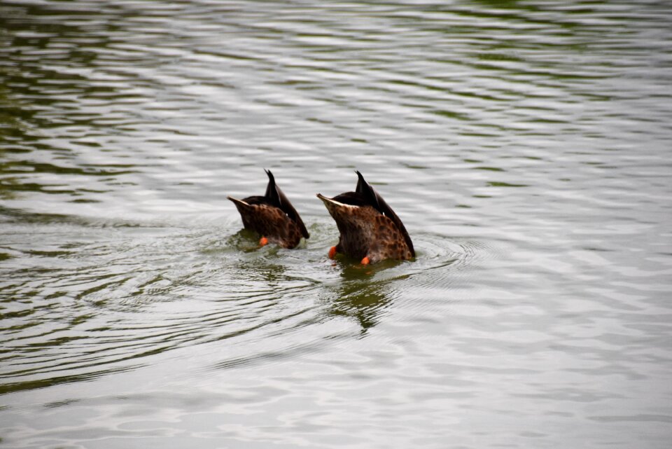 Ducks bird water bird