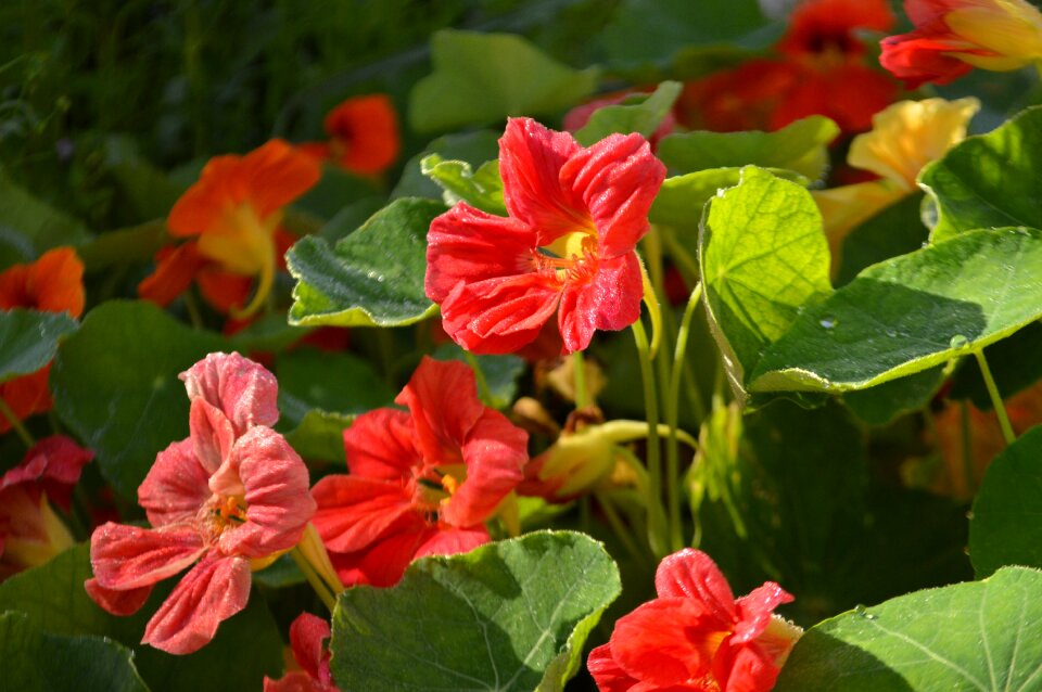 Closeup flower plant
