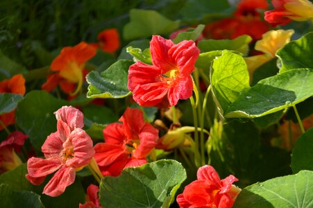 Closeup flower plant