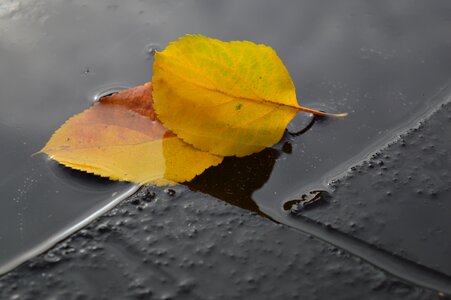 Ice water autumn