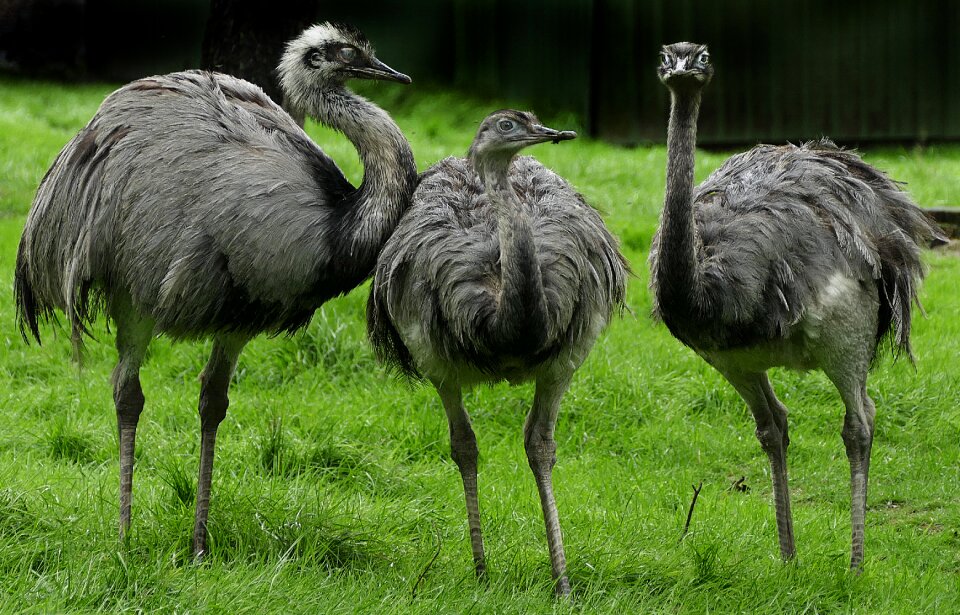 Rhea americana wildlife park zoo