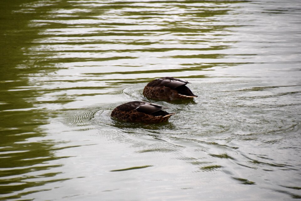 Ducks bird water bird