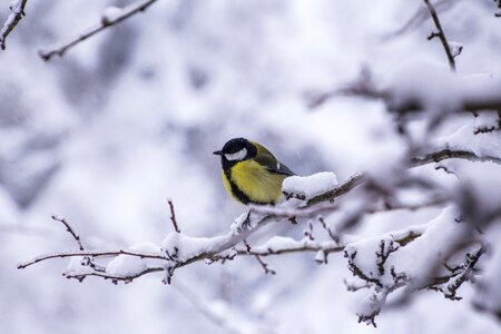 Wildlife songbird winter photo