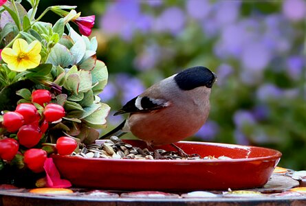 Pyrrhula female meal