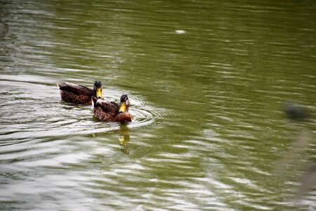 Ducks bird water bird photo