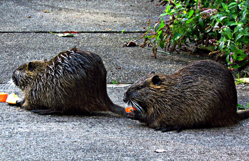 Nature animal fauna