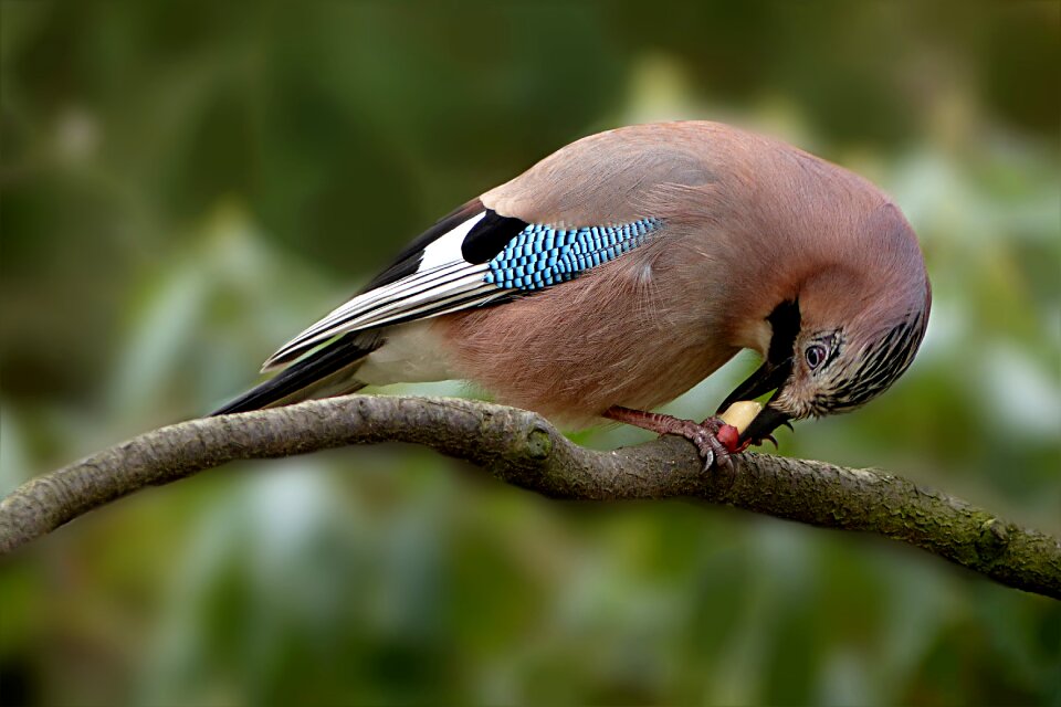 Garrulus glandarius hunger eat