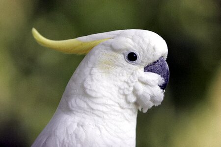 Nature animal world animal