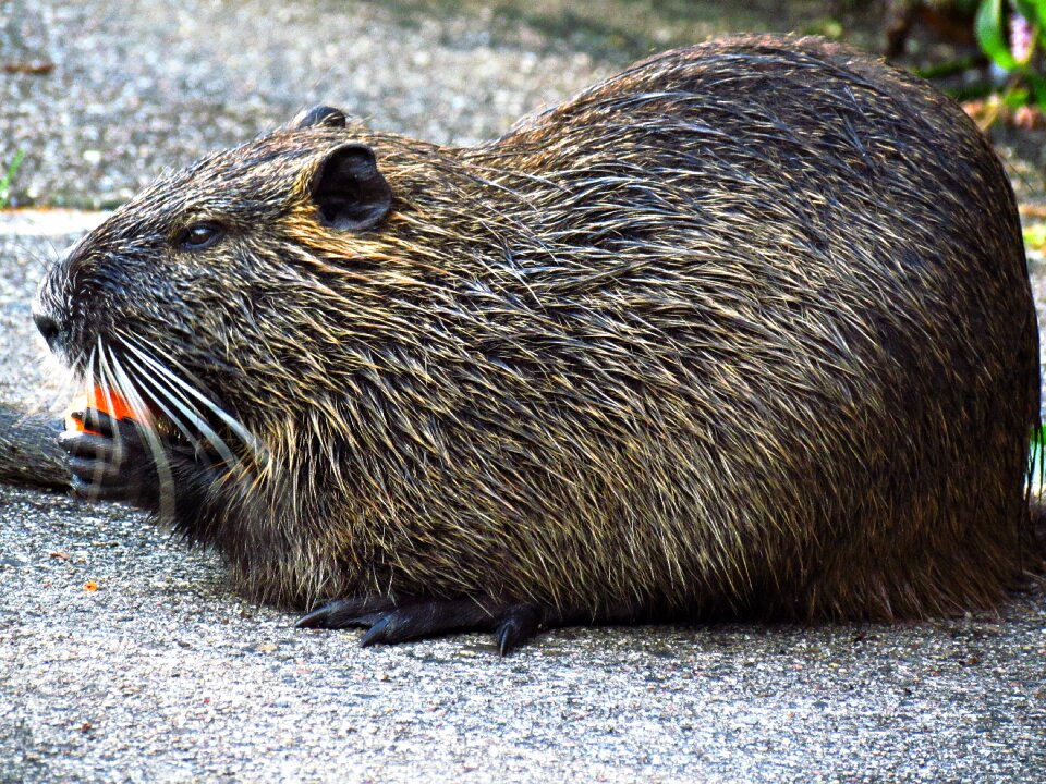 Nature animal fauna