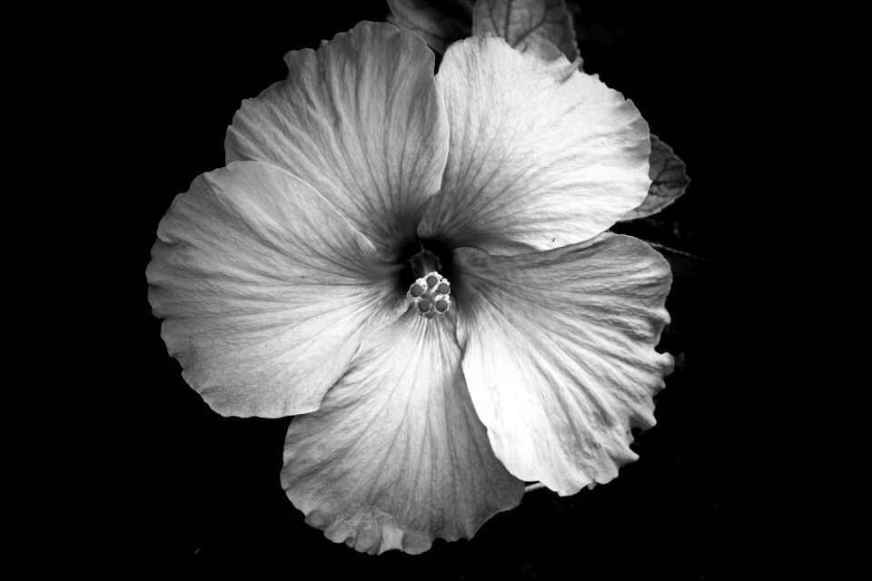 Flower bloom petal