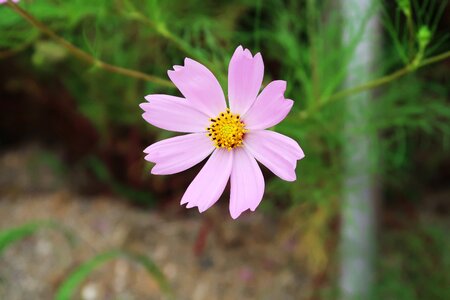 Cosmos flowers plants