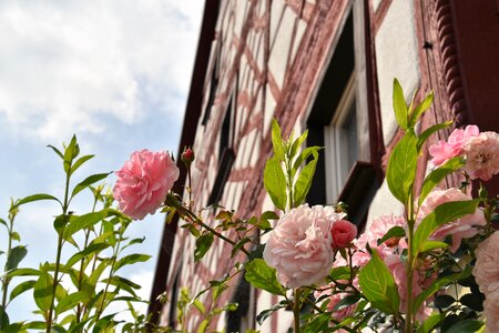 Flower old house german house