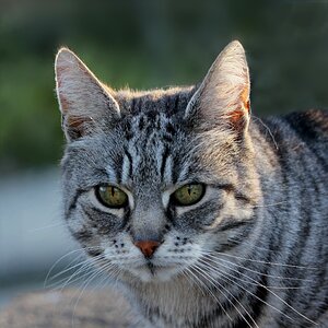 Felis silvestris catus cute pretty
