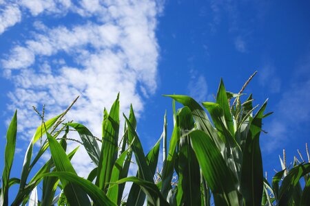 Breeding corn crop photo