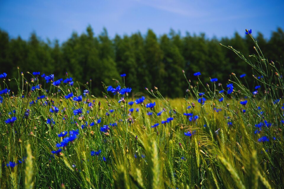 Cornflower cornflowers countryside