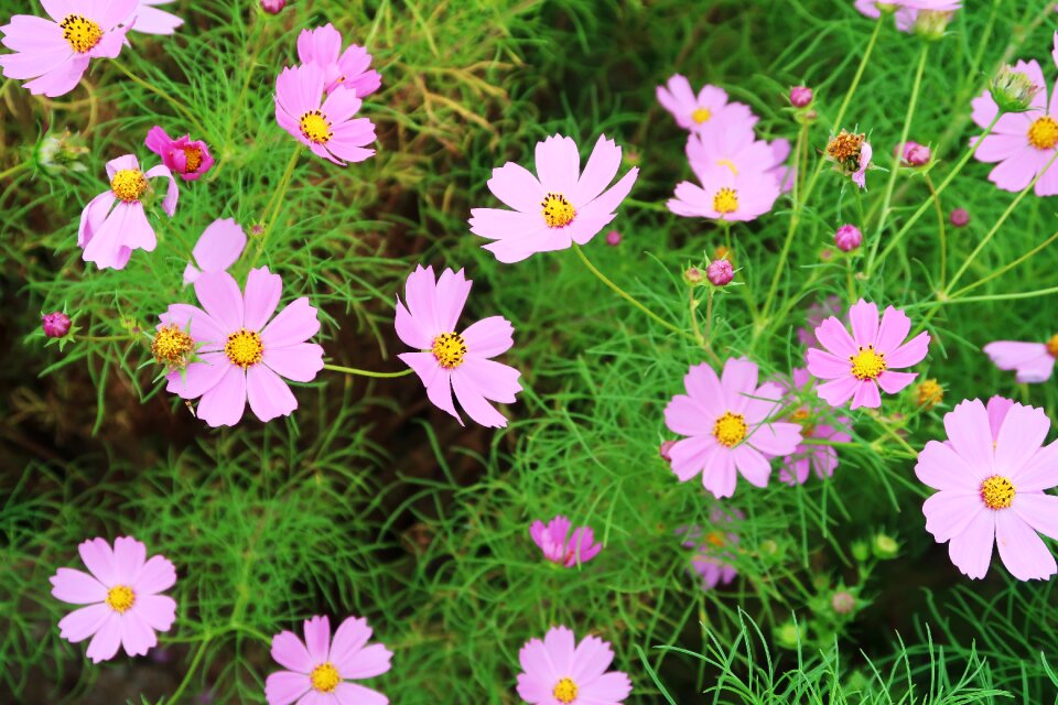 Cosmos flowers plants