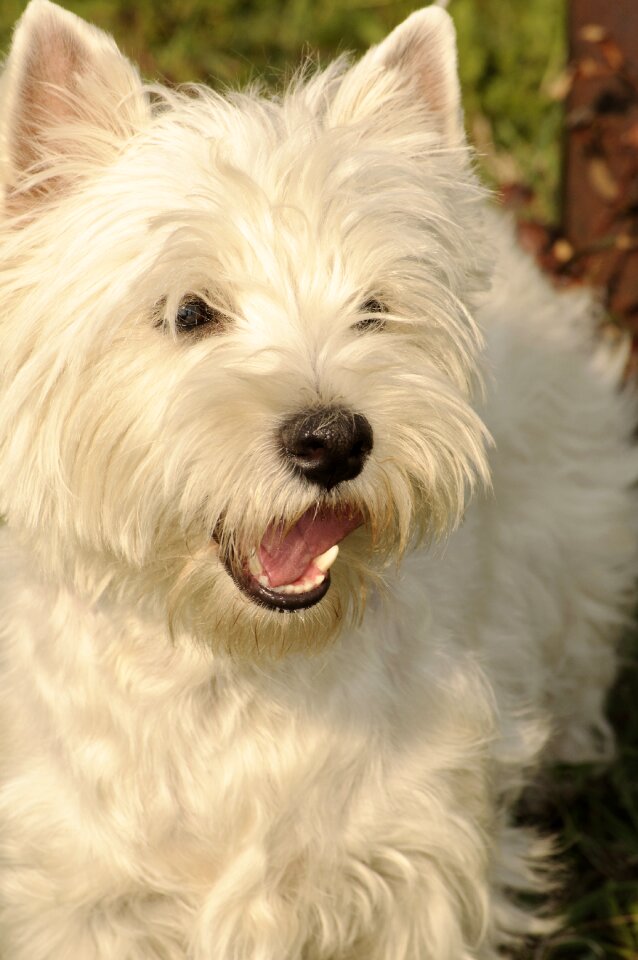 Canine mammal cute