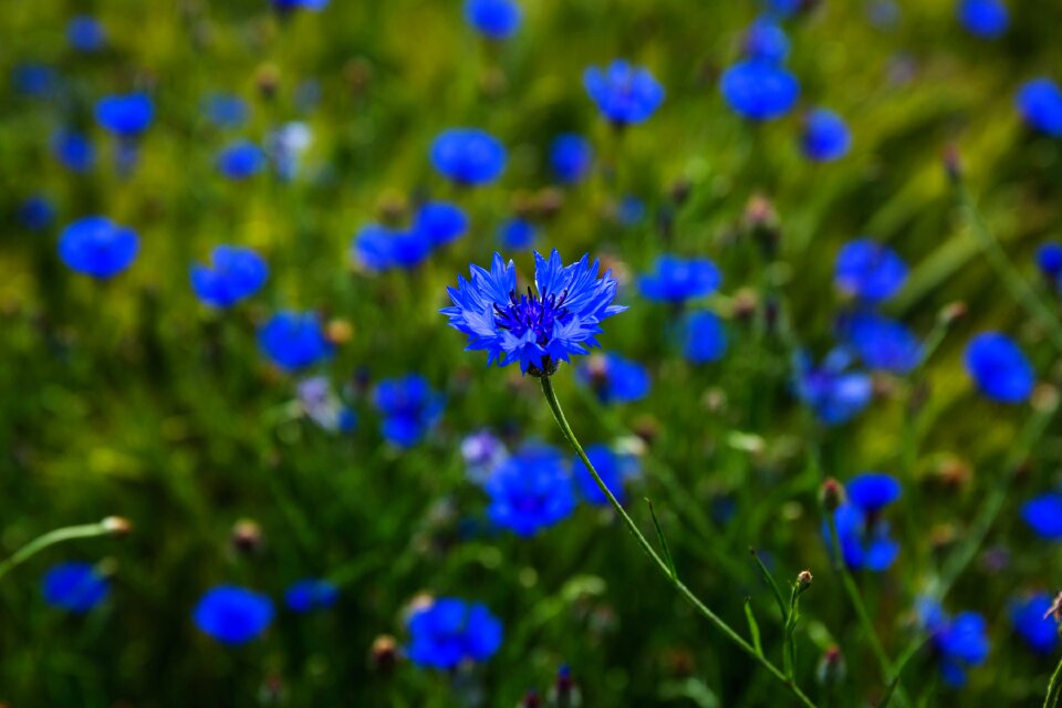 Cornflower cornflowers countryside