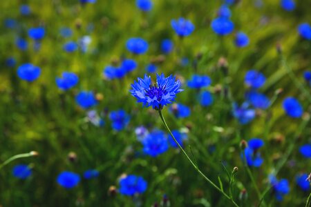 Cornflower cornflowers countryside photo