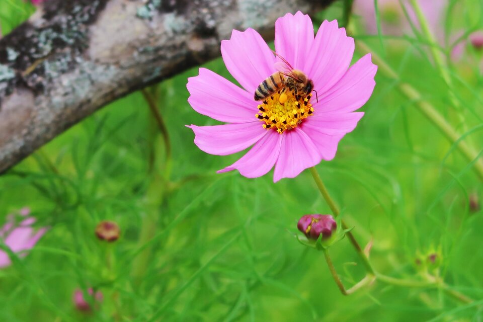 Cosmos flowers plants