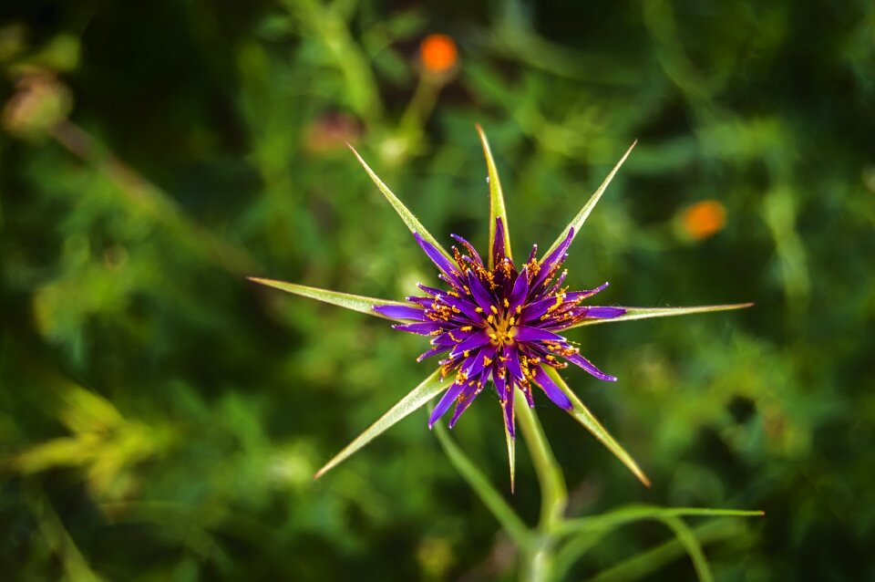 Nature wild flower macro