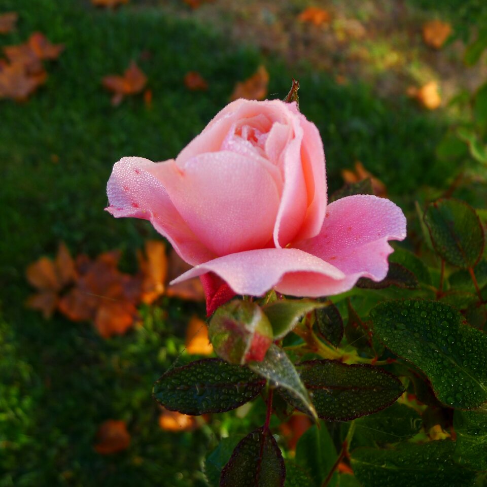Garden petal flower