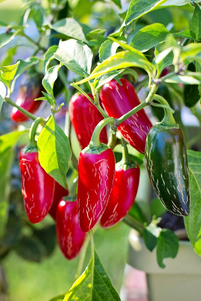 Vegetable hot chili