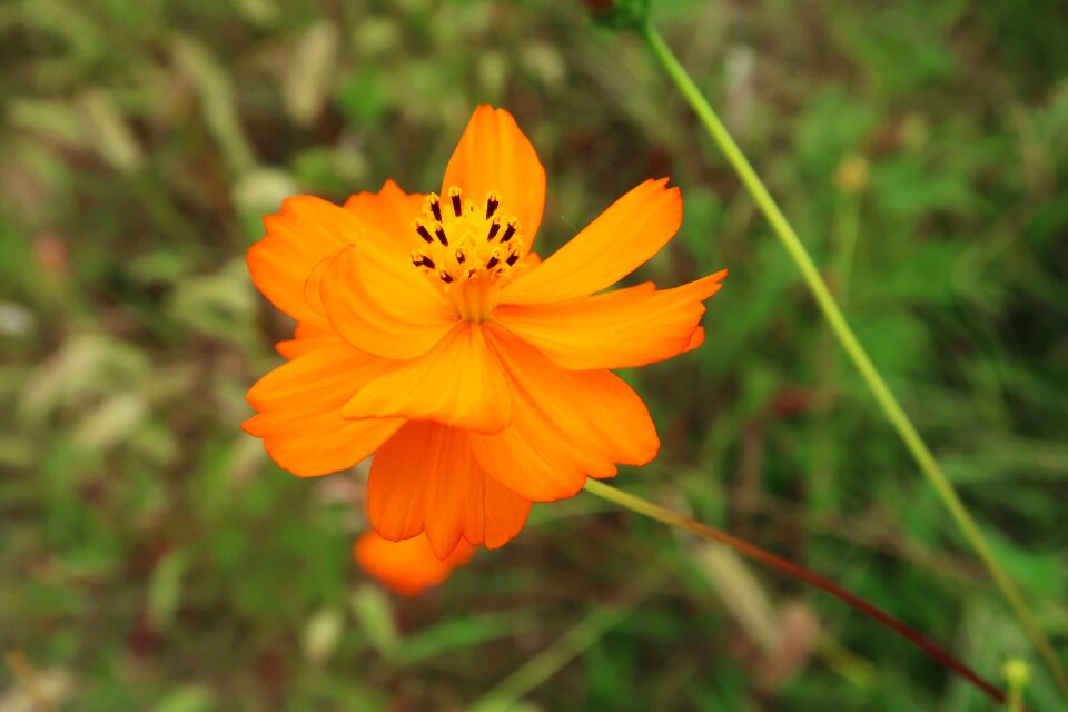 Cosmos flowers plants